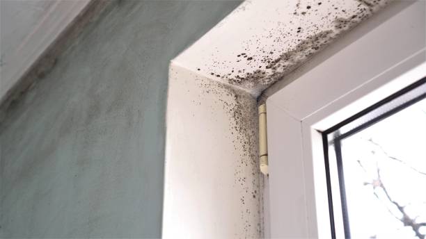 Best DIY Mold Remediation Support Services in St George, MO